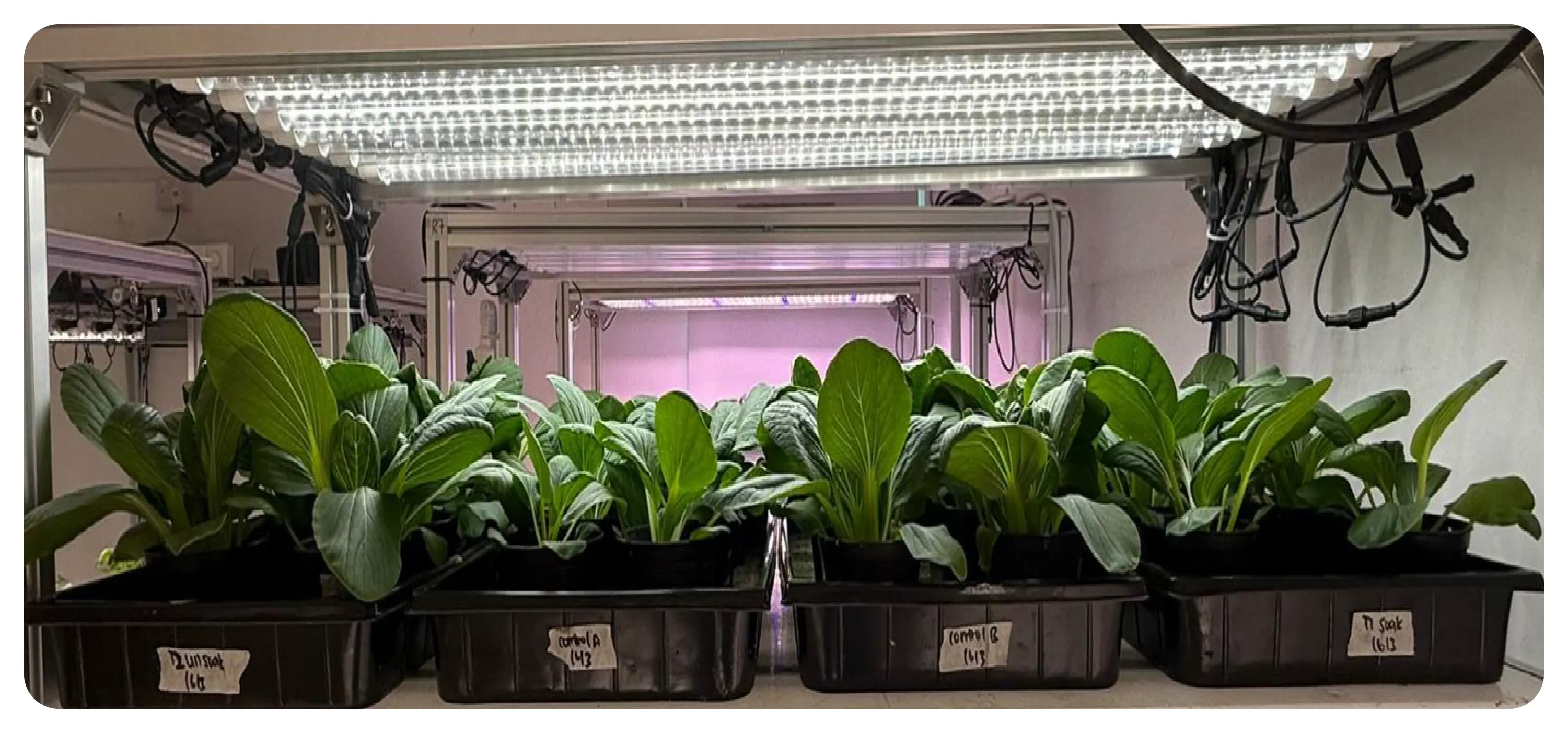 mGRO hydroponic greenhouse trial with healthy leafy greens