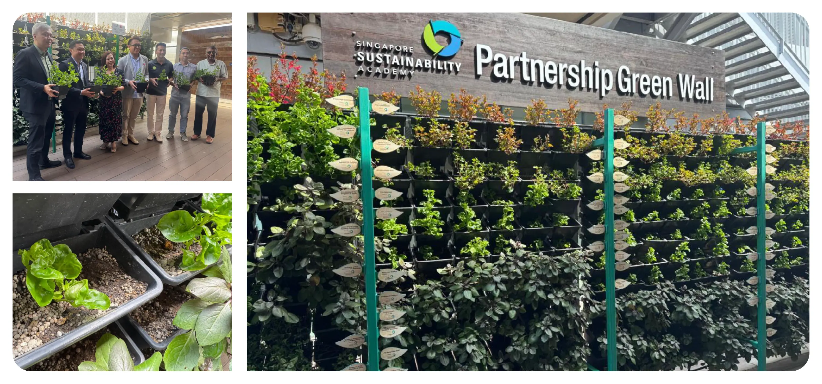 Singapore Sustainability Academy's Edible Green Wall installation