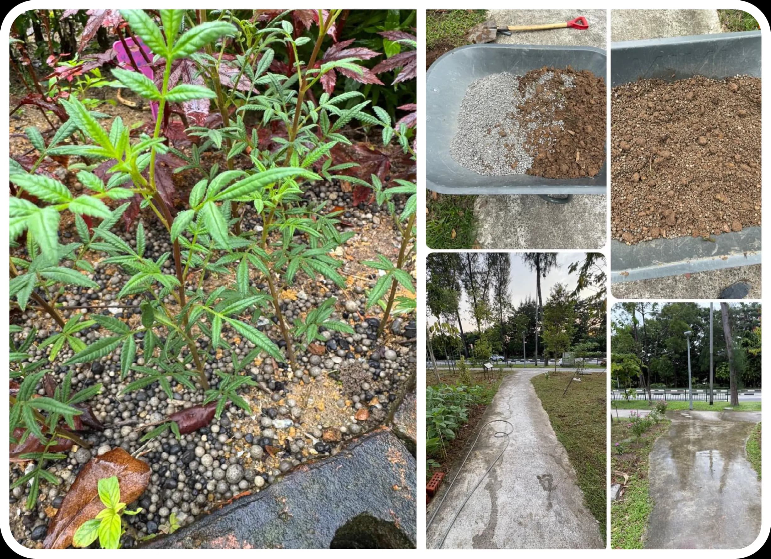 mGRO used in Taman Damai Communal Garden